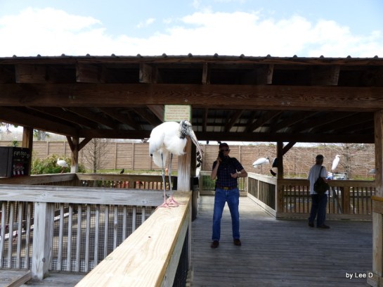 Wood Stork walking on rail toward me.