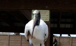 Gatorland’s Over-friendly Wood&nbsp;Stork