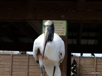 Wood Stork walking on rail toward me.