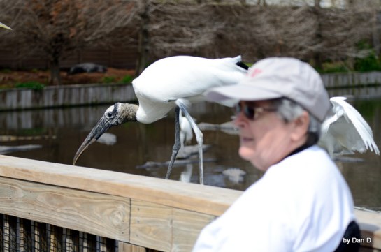 Wood Stork at Gatorland Walking Past Me