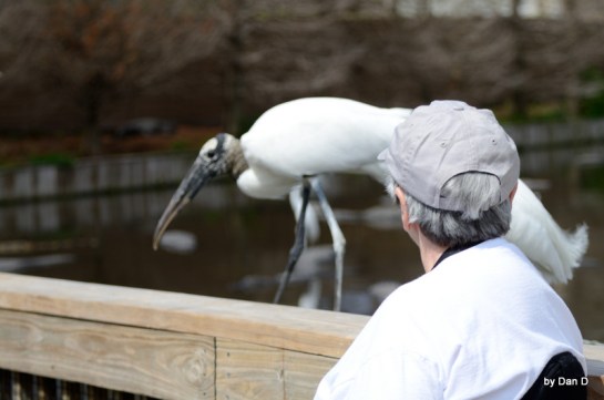 Wood Stork at Gatorland Walking Past Me