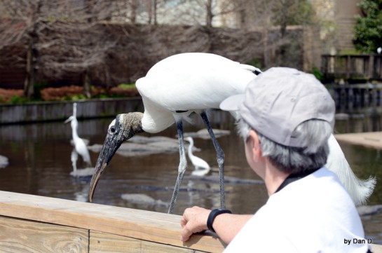 Wood Stork at Gatorland Walking Past Me