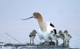 Reviewing Avian and&nbsp;Attributes