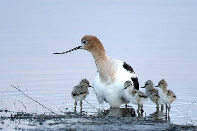 American Avocet - Family group visiting lentic shore