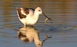 Avian and Attributes –&nbsp;Almighty