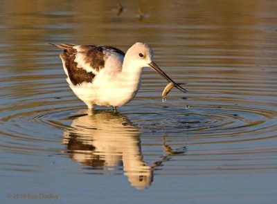 American Avocet