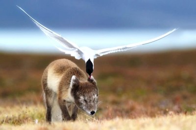 Artic Fox and Artic Tern b©Arkive