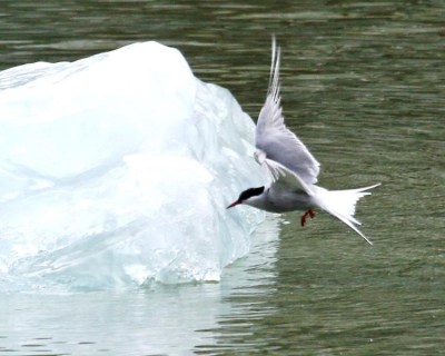 Artic Tern near Iceberg