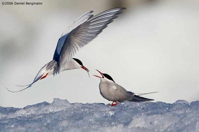 Artic Terns 1