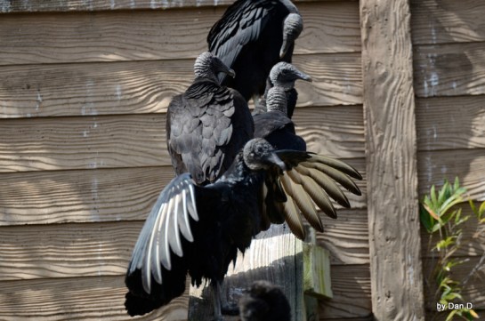 Black Vulture at Gatorland by Dan