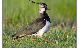 Ian’s Bird of the Week – Northern&nbsp;Lapwing