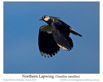 Northern Lapwing (Vanellus vanellus) by Ian
