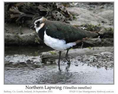 Northern Lapwing (Vanellus vanellus) by Ian