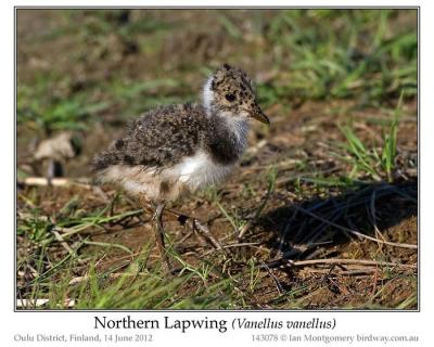 Northern Lapwing (Vanellus vanellus) Chick by Ian