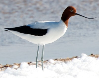Red-necked Avocets ©WikiC