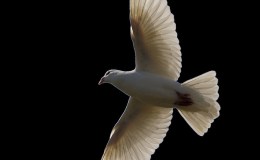 Lee’s Four Word Thursday –&nbsp;3/3/16