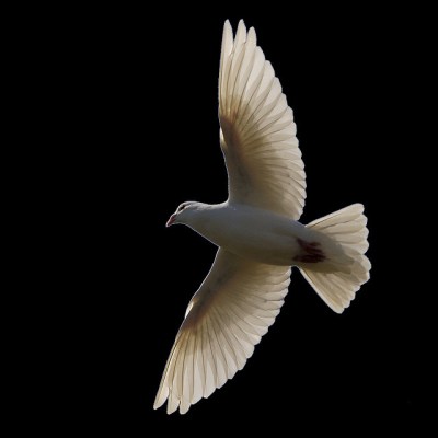 Dove Flying ©Flickr Ian Burt