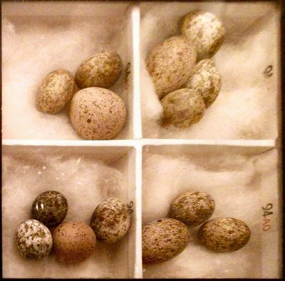 Reed Warbler eggs with Cuckoo Egg in them ©WikiC