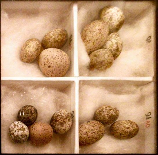 Reed Warbler eggs with Cuckoo Egg in them ©WikiC