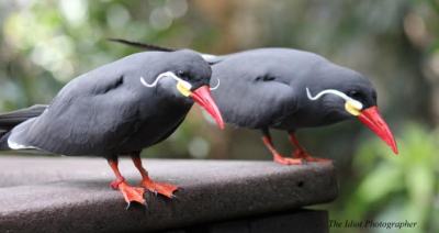 Inca Terns ©Idiotphotographer.WordPress