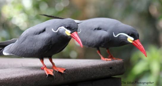 Inca Terns ©Idiotphotographer.WordPress