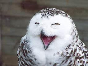 Happy Owl From Email