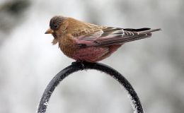 Sunday Inspiration – Finches&nbsp;I