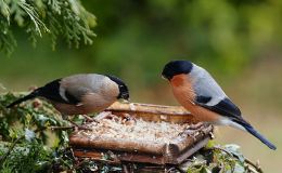 Don’t Feed the Birds or They’ll Evolve – Re-post from&nbsp;AIG