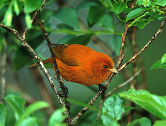 Hawaii Akepa (Loxops coccineus) ©USFWS