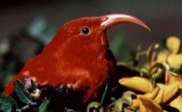 Sunday Inspiration – Finches&nbsp;II