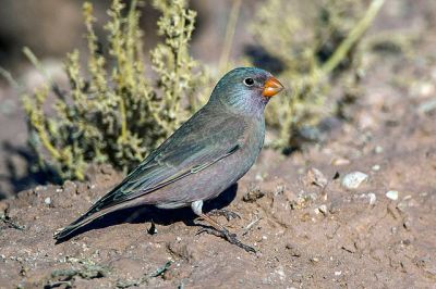 Trumpeter Finch (Bucanetes githagineus) ©WikiC