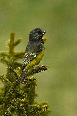 White-winged Grosbeak (Mycerobas carnipes) ©WikiC