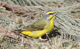 Sunday Inspiration – Finches&nbsp;III