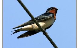 Ian’s Bird of the Week – Barn&nbsp;Swallow
