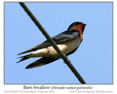 Barn Swallow (Hirundo rustica gutturalis) by Ian
