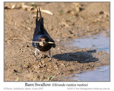Barn Swallow (Hirundo rustica rustica) by Ian