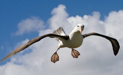 http://siliconvalley.corriere.it/files/2015/12/black-browed-albatross-flying.jpg