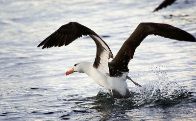 Black-browed Albatross launching into flight from the sea
