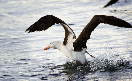 Black-browed Albatross launching into flight from the sea