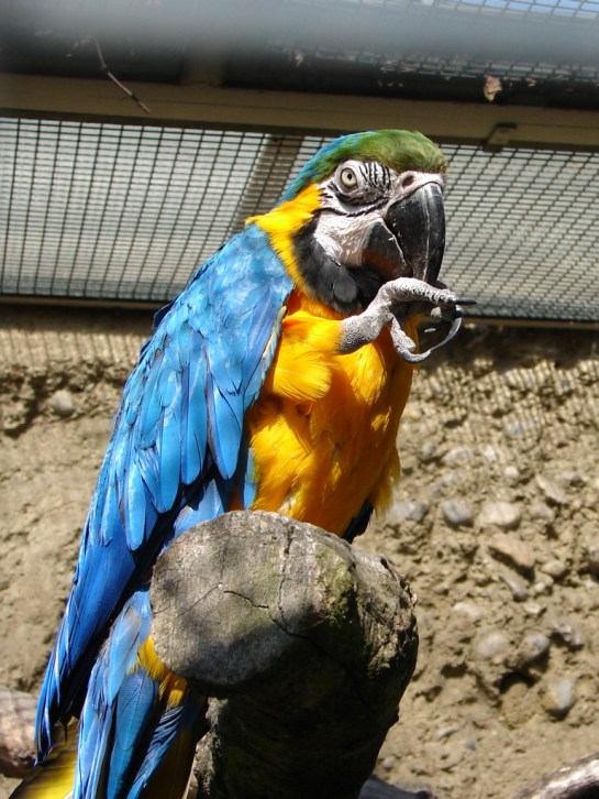 Blue-and-yellow Macaw (Ara ararauna) ©WikiC