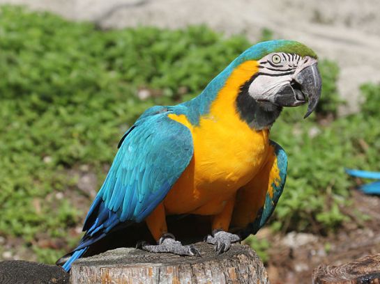 Blue-and-yellow Macaw (Ara ararauna) ©WikiC
