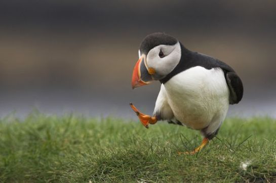 Puffin Marching
