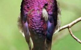 Heaven’s New Jerusalem and Birds – Jacinth&nbsp;II