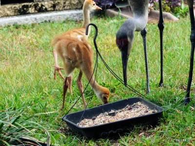 Sandhill Youngster in Yard 3-26-16