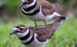 Lee’s Four Word Thursday –&nbsp;3/17/16