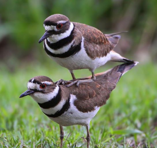 Killdeer Riding Piggyback - Silly Bird by Cutestspaw.com
