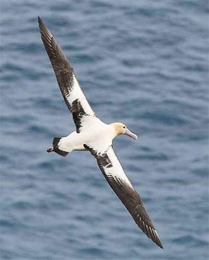 Steller’s Albatross 3©U.S. Fish & Wildlife Service