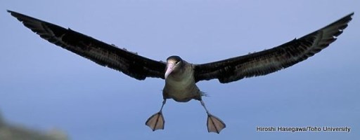 Steller’s Albatross ©U.S. Fish & Wildlife Service
