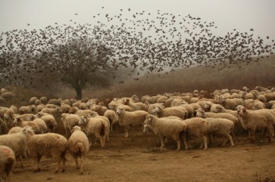 The Nat’l Geo photograph is identified as being from Vashlovani National Park in eastern Georgia (i.e., former Soviet Union “Georgia”, not the one that produces peaches in America!).