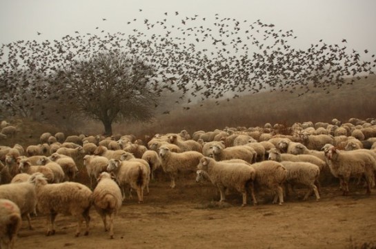 The Nat’l Geo photograph is identified as being from Vashlovani National Park in eastern Georgia (i.e., former Soviet Union “Georgia”, not the one that produces peaches in America!).